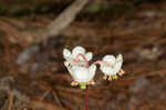 Pipsissewa <BR>Spotted wintergreen